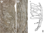 PP 55453 Schizolepidopsis canicularis cone